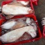 Mực lá đại dương đông lạnh siêu to